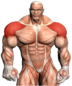 Build Shoulder Muscles