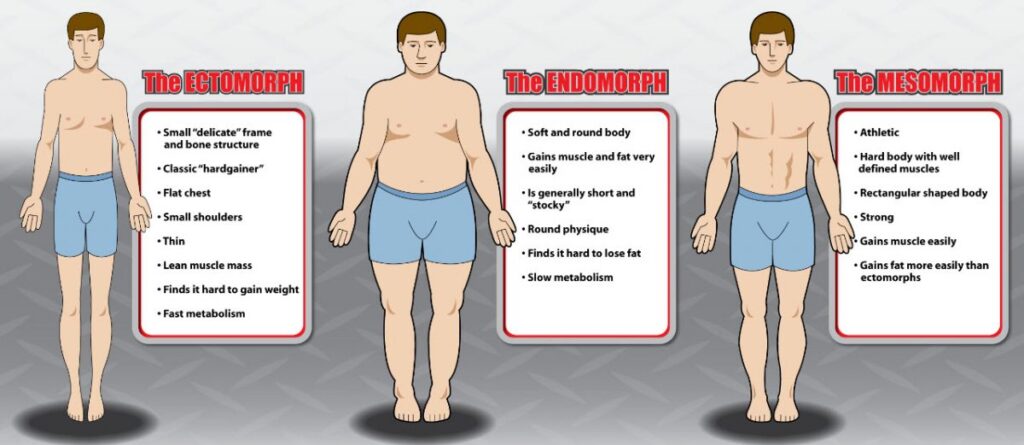 What is the best diet for endomorph?